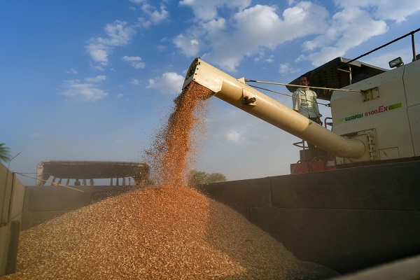 Foto - Hindistan'da buğday hasadı objektiflere yansıdı