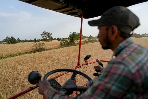 Foto - Hindistan'da buğday hasadı objektiflere yansıdı