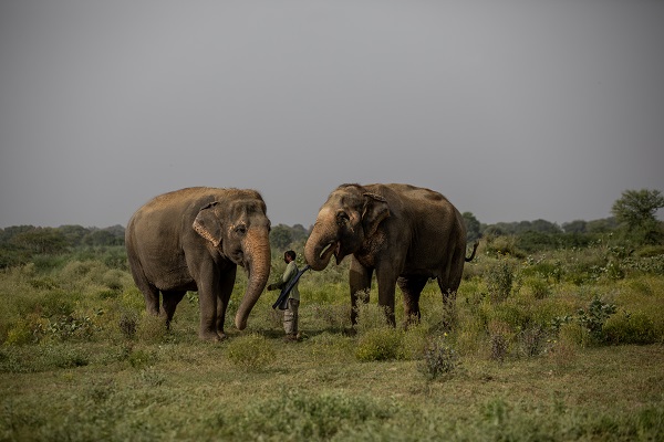 Foto - Hindistan'da Dünya Fil Günü kutlandı