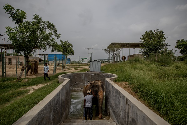 Foto - Hindistan'da Dünya Fil Günü kutlandı