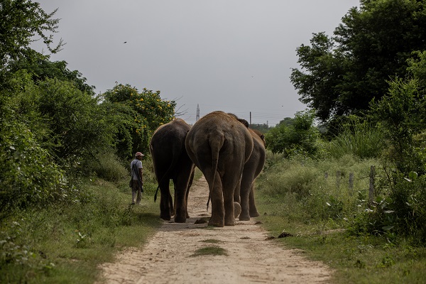 Foto - Hindistan'da Dünya Fil Günü kutlandı