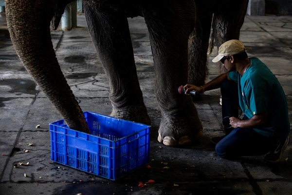 Foto - Hindistan'da Dünya Fil Günü kutlandı