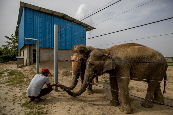 Foto - Hindistan'da Dünya Fil Günü kutlandı