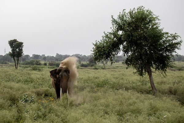 Foto - Hindistan'da Dünya Fil Günü kutlandı