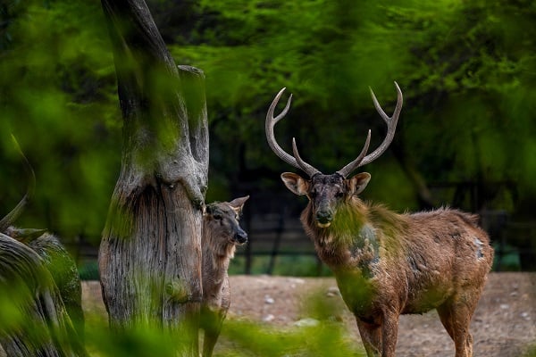 Hindistan'da Dünya Yaban Hayatı Günü