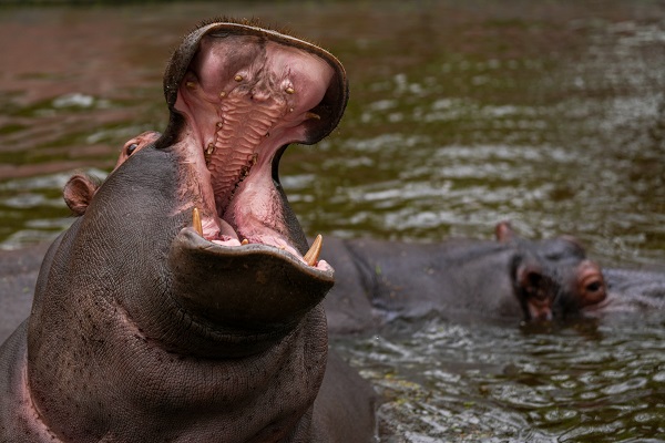 Foto - Hindistan'da Dünya Yaban Hayatı Günü