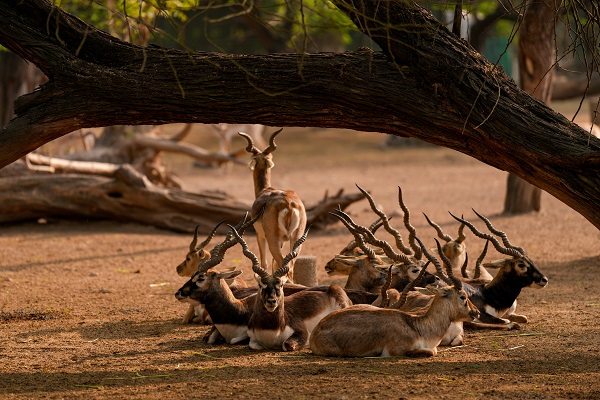 Foto - Hindistan'da Dünya Yaban Hayatı Günü