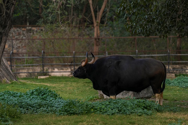 Foto - Hindistan'da Dünya Yaban Hayatı Günü