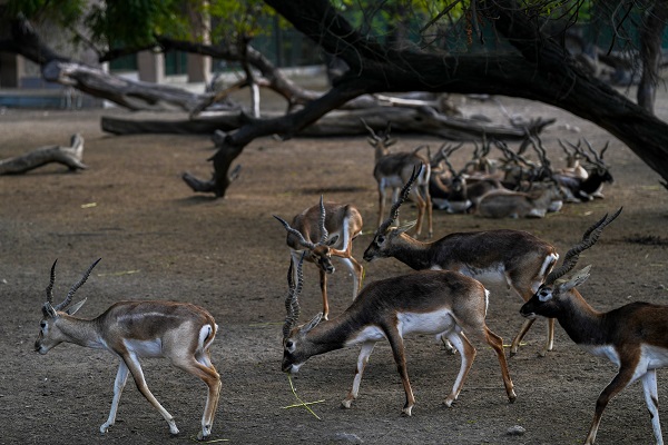 Foto - Hindistan'da Dünya Yaban Hayatı Günü