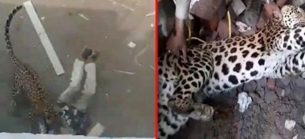 Foto - Hindistan'da kafesten kaçan leopar dehşet saçtı! Evlere girdi