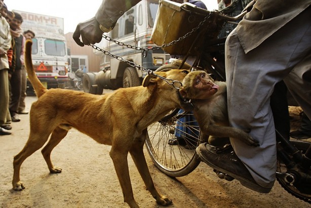Foto - Hindistan'da maymunlar 250 köpek öldürdü