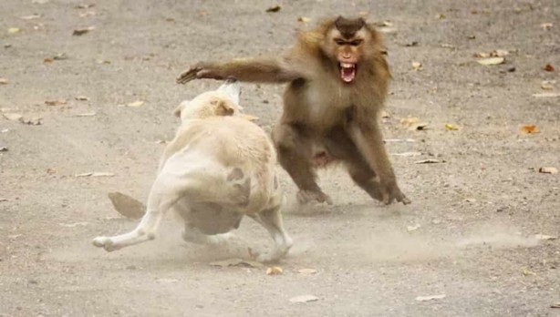 Foto - Hindistan'da maymunlar 250 köpek öldürdü