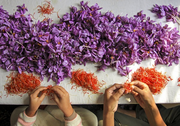 Foto - Hindistan’da safran hasadı objektiflere yansıdı