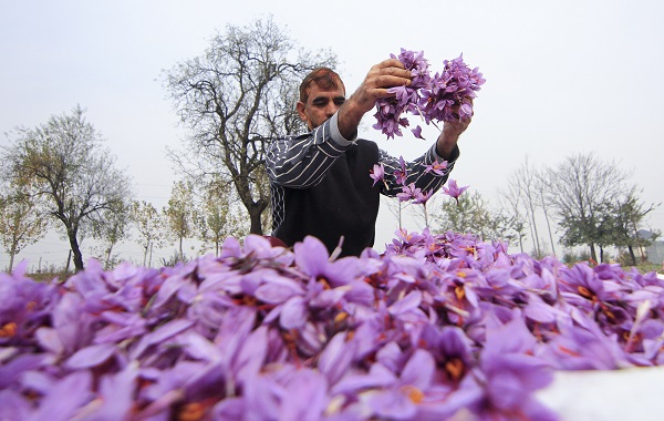Foto - Hindistan’da safran hasadı objektiflere yansıdı