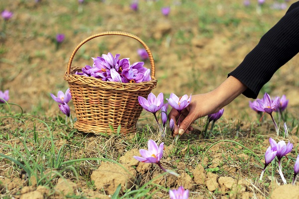 Hindistan’da safran hasadı objektiflere yansıdı