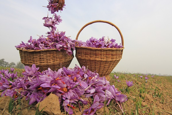 Foto - Hindistan’da safran hasadı objektiflere yansıdı