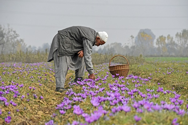 Foto - Hindistan’da safran hasadı objektiflere yansıdı