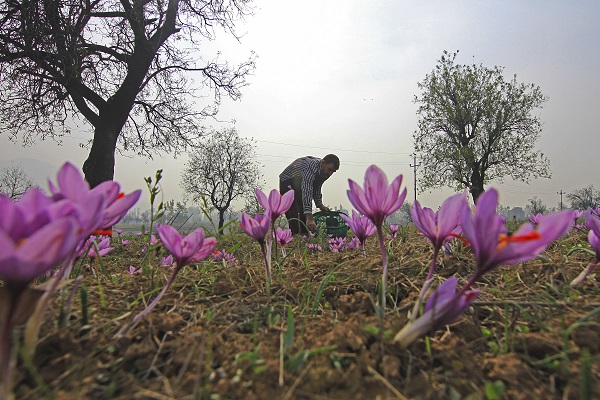 Foto - Hindistan’da safran hasadı objektiflere yansıdı