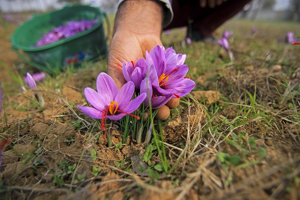 Foto - Hindistan’da safran hasadı objektiflere yansıdı