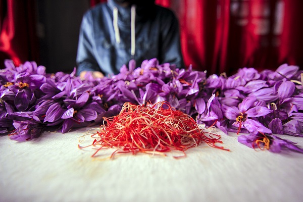 Foto - Hindistan’da safran hasadı objektiflere yansıdı