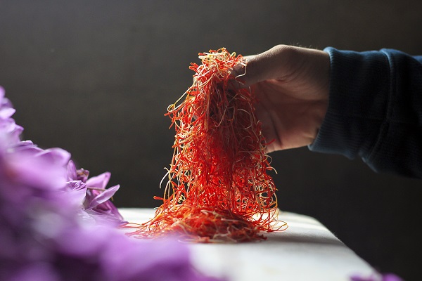 Foto - Hindistan’da safran hasadı objektiflere yansıdı