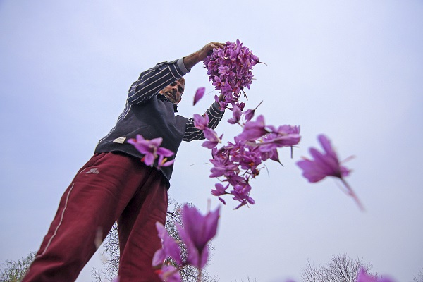 Foto - Hindistan’da safran hasadı objektiflere yansıdı