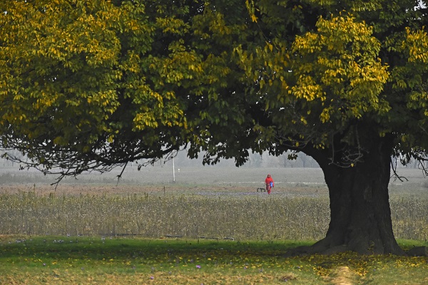 Foto - Hindistan’da safran hasadı objektiflere yansıdı