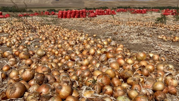 Foto - Hindistan'da soğan depremi! Apar topar Türkiye'nin kapısını çaldılar