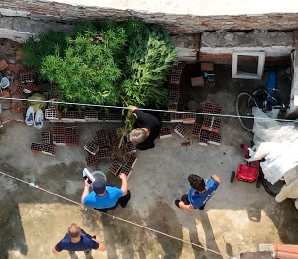 Hint keneviri yetiştirilen evin sahibinden ilginç savunma