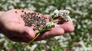 Foto - Hipertansiyon problemine doğal tedavi nedir? Sorununa doğal çözümler: bulgur, pirinç, irmik, makarna değil karabuğday