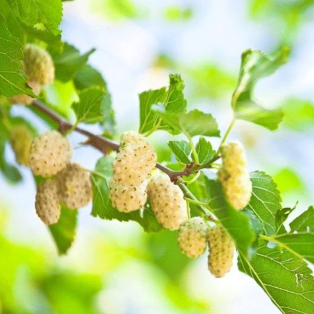 Foto - Hızla kilo verdiren muhteşem besinler!