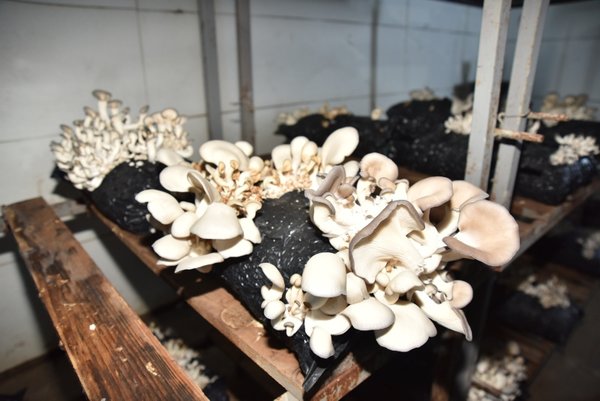 Foto - Hobi olarak başladı ayda 45 bin TL kazanıyor