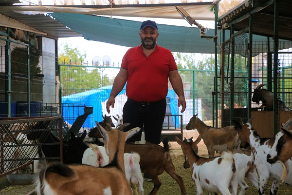 Foto - Hobi olarak başladı çiftlik kurdu! Dikkatli bakın biblo değil keçi