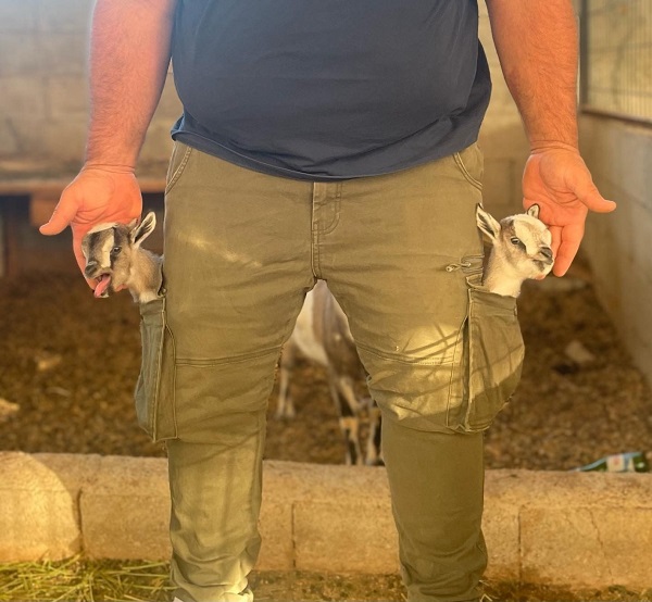 Foto - Hobi olarak başladı çiftlik kurdu! Dikkatli bakın biblo değil keçi