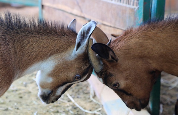 Foto - Hobi olarak başladı çiftlik kurdu! Dikkatli bakın biblo değil keçi