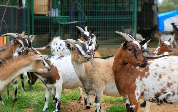 Foto - Hobi olarak başladı çiftlik kurdu! Dikkatli bakın biblo değil keçi