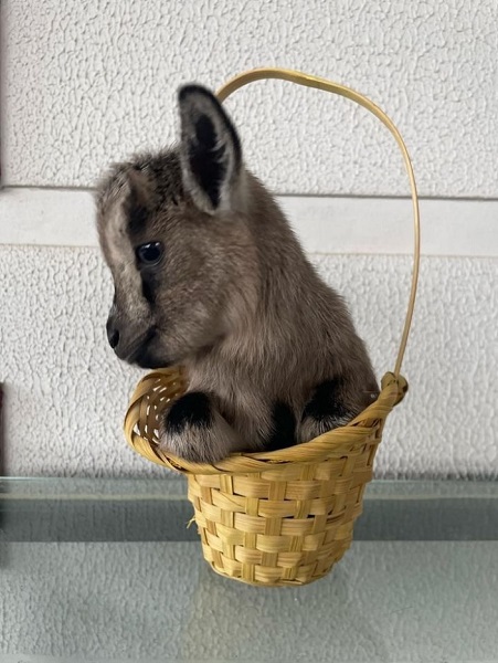 Foto - Hobi olarak başladı çiftlik kurdu! Dikkatli bakın biblo değil keçi