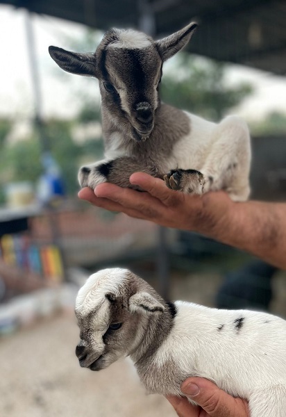 Foto - Hobi olarak başladı çiftlik kurdu! Dikkatli bakın biblo değil keçi