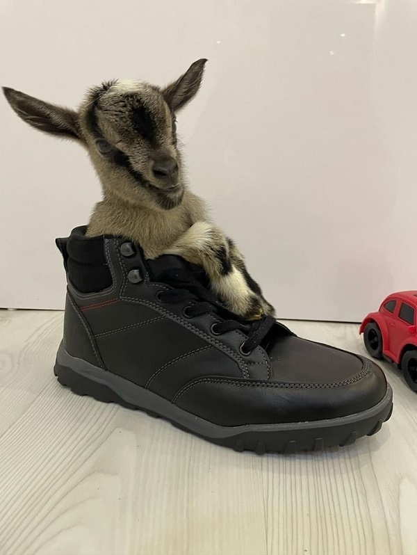 Foto - Hobi olarak başladı çiftlik kurdu! Dikkatli bakın biblo değil keçi