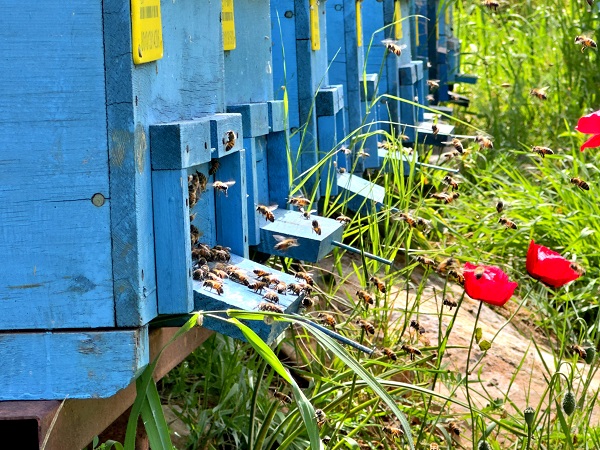 Foto - Hobi olarak başladı geçim kapısı oldu
