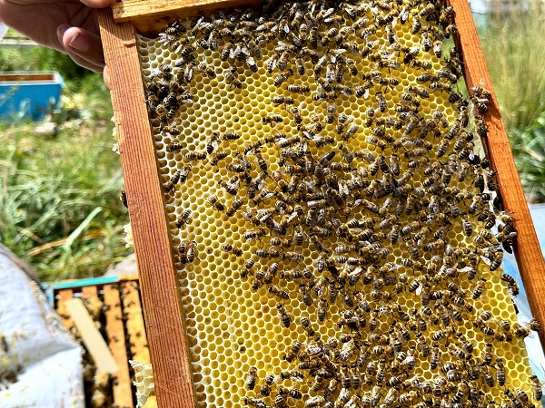 Foto - Hobi olarak başladı geçim kapısı oldu