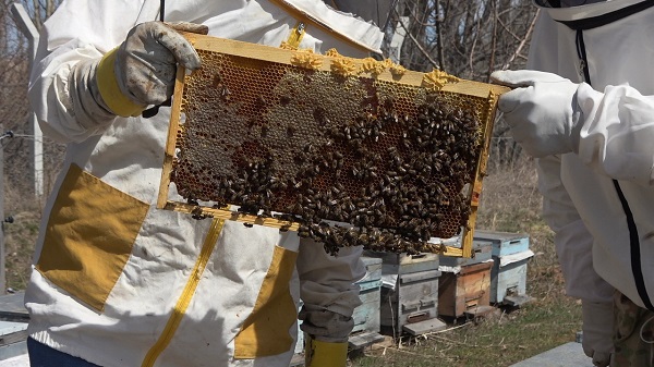 Foto - Hobi olarak başladı geçim kapısı oldu