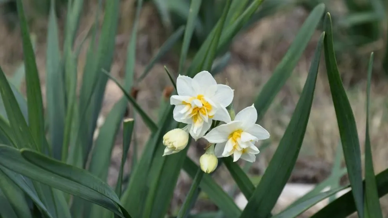 Foto - Hobi olarak başladı! Paraya para demiyor
