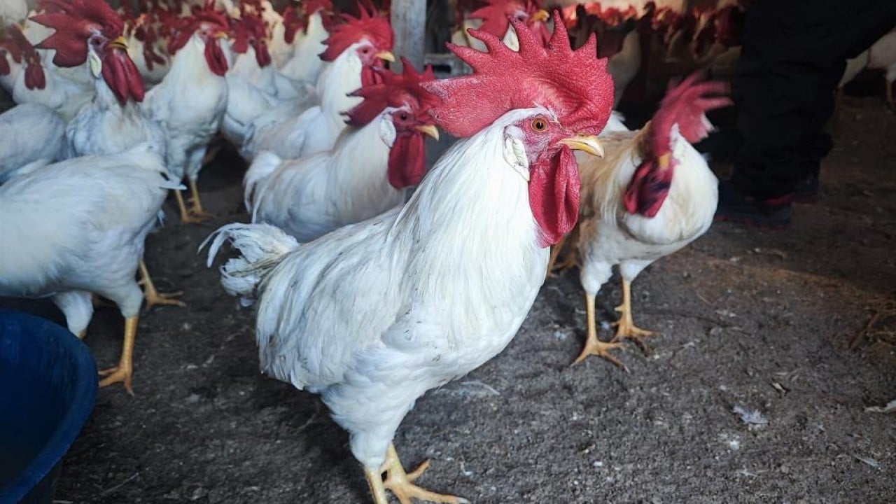 Hobi olarak başladı, şimdi asıl işi oldu! 3 yılda 850 etlik horoz yetiştirdi