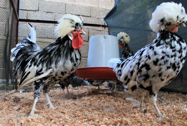 Hobi olarak başladı! Şimdi paraya para demiyor... Irak, Azerbaycan ve Suriye'den talep yağıyor