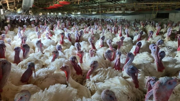 Foto - Hobi olarak başladı, şimdi taleplere yetişemiyor!