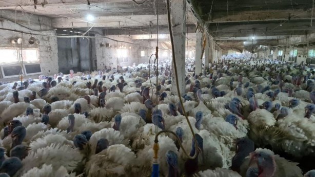 Foto - Hobi olarak başladı, şimdi taleplere yetişemiyor!