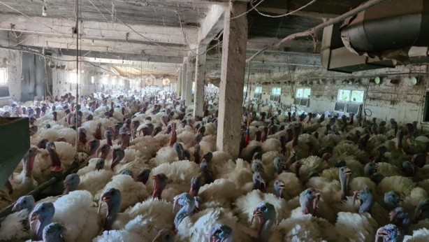 Foto - Hobi olarak başladı, şimdi taleplere yetişemiyor!