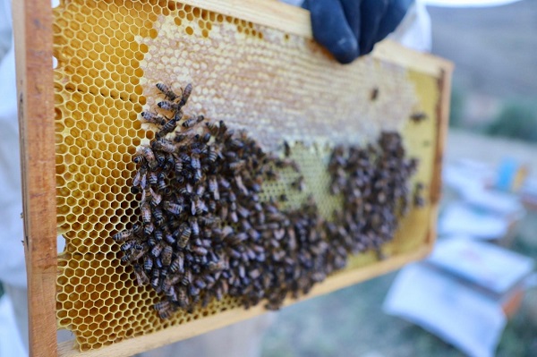 Foto - Hobi olarak başladılar 7 ton ürettiler