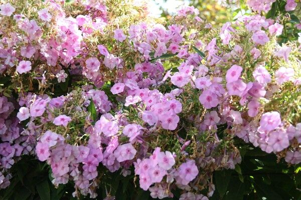 Foto - Hobi olarak başlamıştı! Şimdi market ve pazara gitmiyor